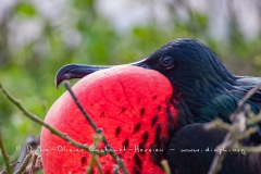 Frégate du Pacifique (Fregata minor) - îles Galapagos