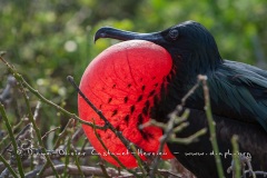 Frégate du Pacifique (Fregata minor) - îles Galapagos