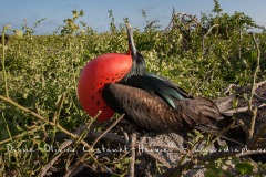 Frégate du Pacifique (Fregata minor) - îles Galapagos