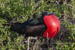 Frégate du Pacifique (Fregata minor) - îles Galapagos