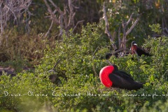 Frégate du Pacifique (Fregata minor) - îles Galapagos