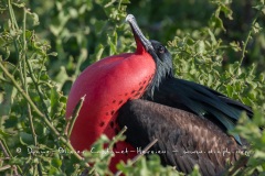 Frégate du Pacifique (Fregata minor) - îles Galapagos