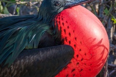 Frégate du Pacifique (Fregata minor) - îles Galapagos