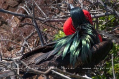 Frégate du Pacifique (Fregata minor) - îles Galapagos