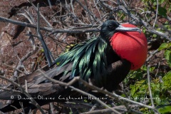 Frégate du Pacifique (Fregata minor) - îles Galapagos