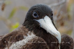 Frégate superbe (Fregata magnificens)