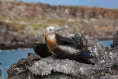 Frégate du Pacifique (Fregata minor) - îles Galapagos