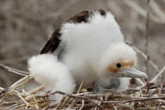 Fou masqué (Sula dactylatra)