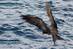 Frégate superbe (Fregata magnificens)