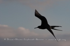 Frégate du Pacifique (Fregata minor) - îles Galapagos