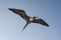 Frégate du Pacifique (Fregata minor) - îles Galapagos