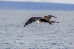 Frégate superbe (Fregata magnificens)