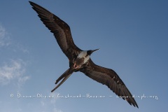 Frégate du Pacifique (Fregata minor) - îles Galapagos