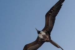 Frégate du Pacifique (Fregata minor) - îles Galapagos