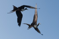 Frégate du Pacifique (Fregata minor) - îles Galapagos