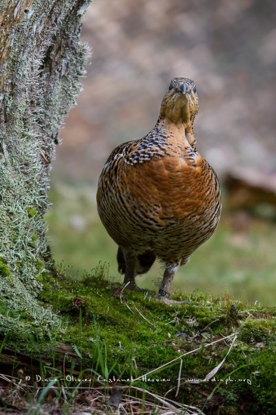 Femelle Grand Tétras (Tetrao urogallus