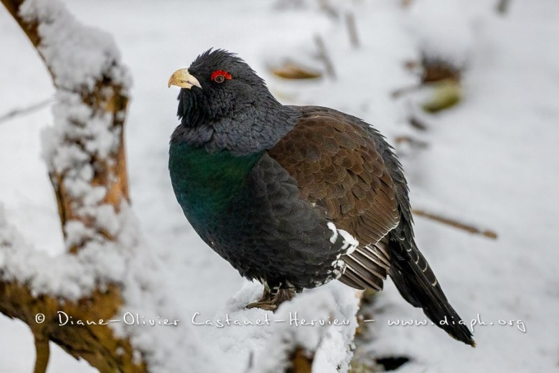 Grand Tétras (Tetrao urogallus