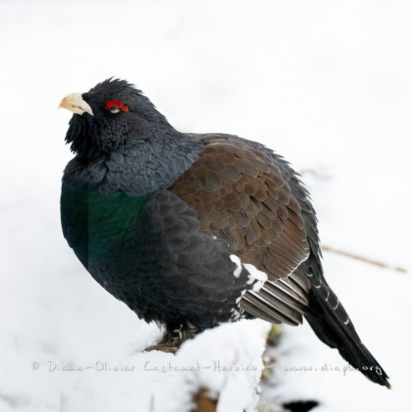 Grand Tétras (Tetrao urogallus