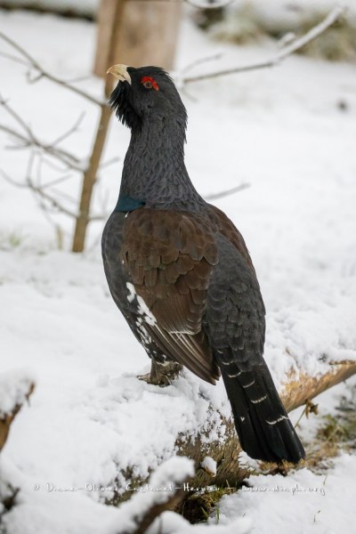 Grand Tétras (Tetrao urogallus