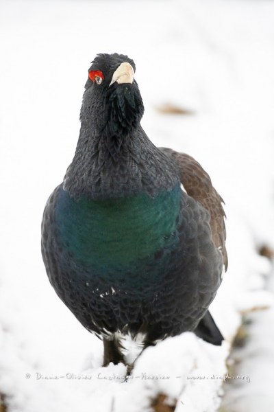 Grand Tétras (Tetrao urogallus