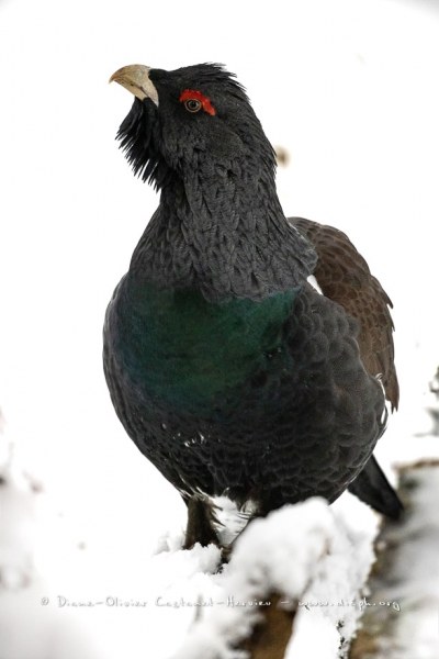 Grand Tétras (Tetrao urogallus