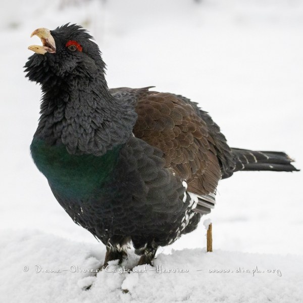 Grand Tétras (Tetrao urogallus