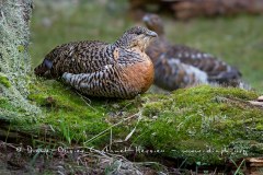 Femelle Grand Tétras (Tetrao urogallus