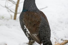 Grand Tétras (Tetrao urogallus