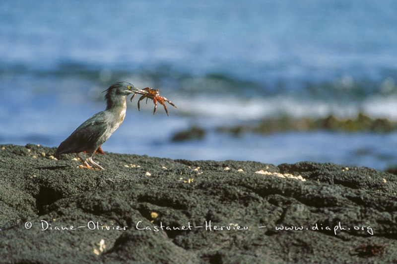 HÉRON DES LAVES (BURORIDES SUNDEVALLI) - ÎLES GALAPAGOS