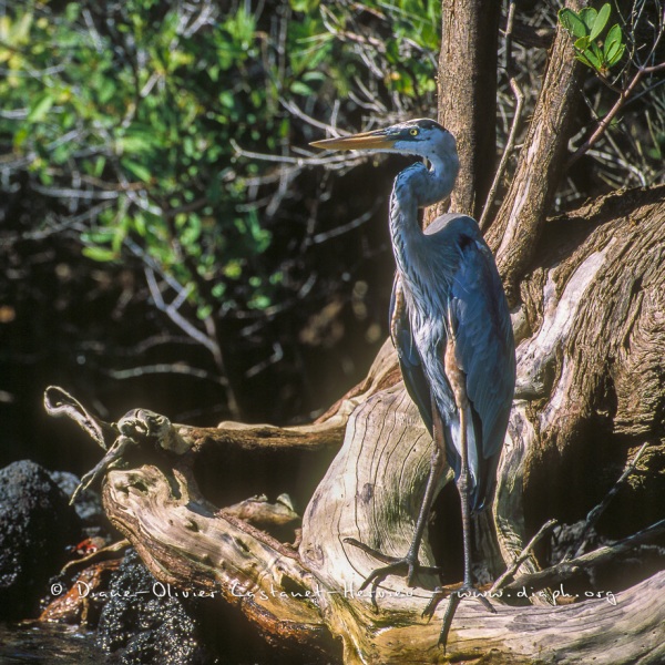 GRAND HÉRON BLEU, (ARDEA, HERODIAS) - ÎLES GALAPAGOS