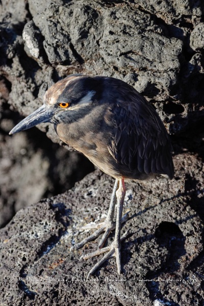 Bihoreau violacé des Galapagos (Nycticorax violaceus pauper) - île de Santiago - Galapagos