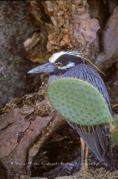 Bihoreau violacé des Galapagos (Nycticorax violaceus pauper)