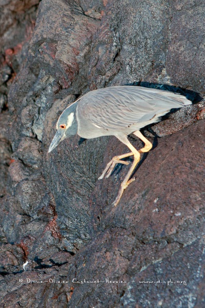 Bihoreau violacé des Galapagos (Nycticorax violaceus pauper)- île de Genovesa