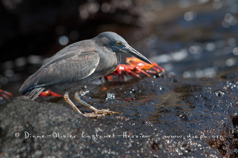 Héron des laves (Burorides sundevalli) - îles Galapagos