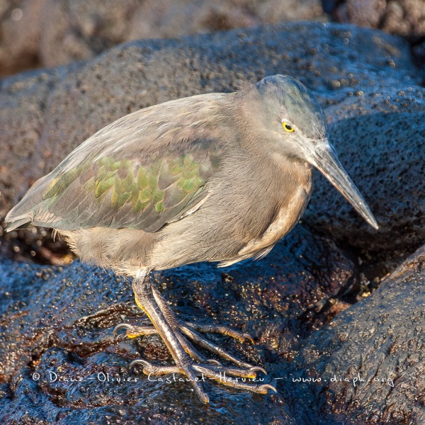 Héron des laves (Burorides sundevalli) - îles Galapagos