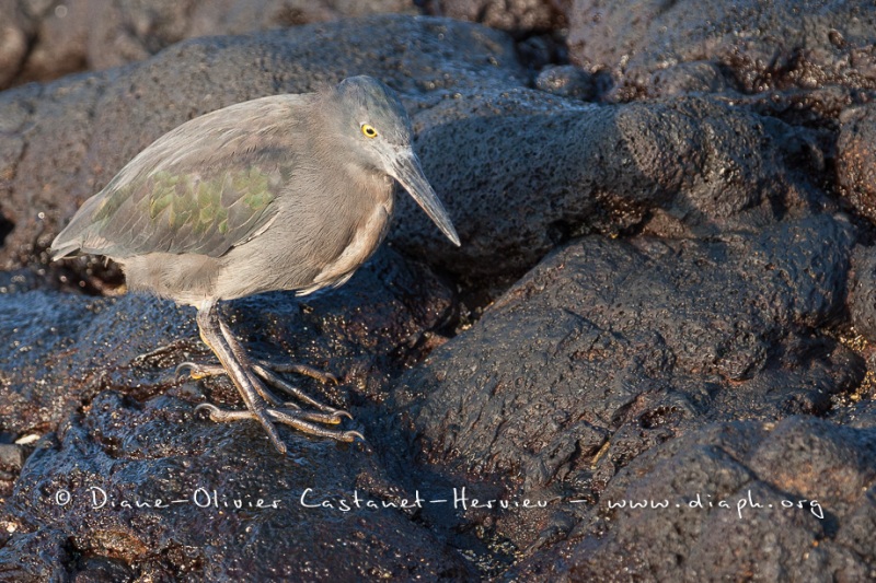 Héron des laves (Burorides sundevalli) - îles Galapagos