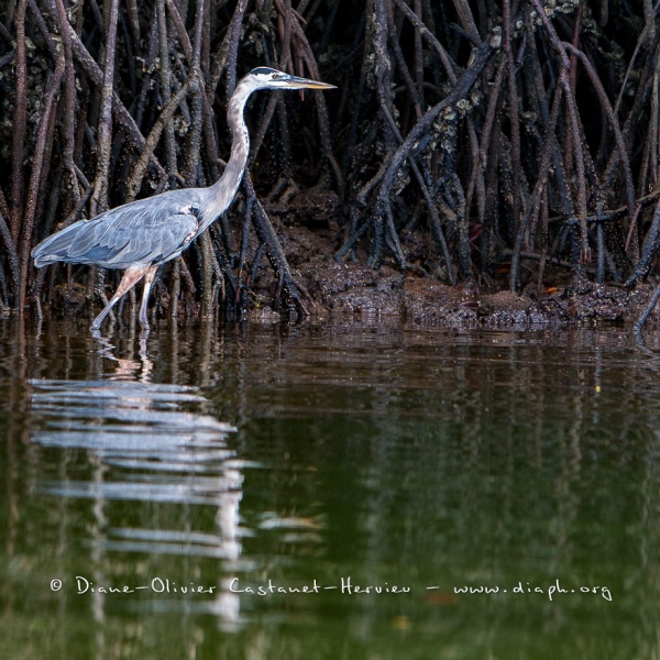 Grand héron bleu, (ardea, herodias) - îles Galapagos