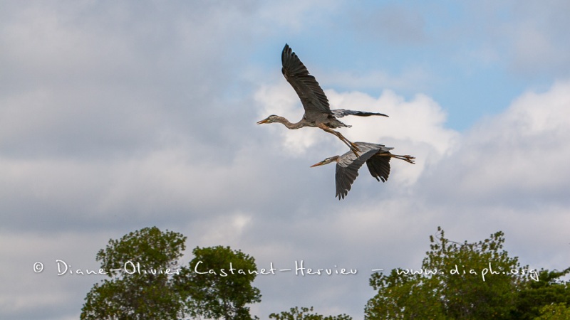 Grand héron bleu, (ardea, herodias) - îles Galapagos