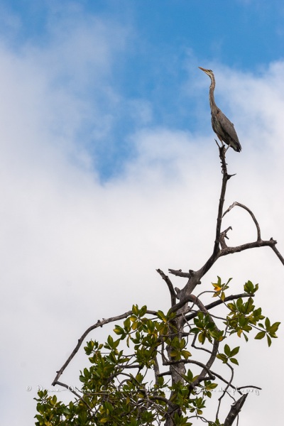 Grand héron bleu, (ardea, herodias) - îles Galapagos