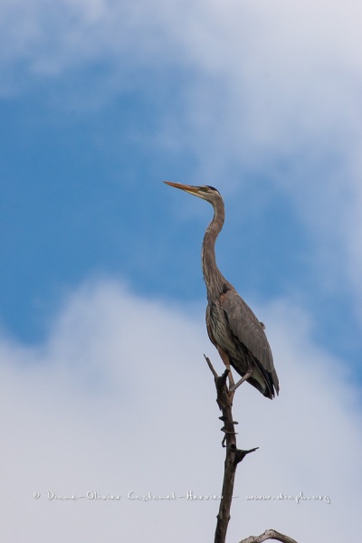 Grand héron bleu, (ardea, herodias) - îles Galapagos