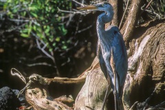 GRAND HÉRON BLEU, (ARDEA, HERODIAS) - ÎLES GALAPAGOS