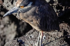 Bihoreau violacé des Galapagos (Nycticorax violaceus pauper) - île de Santiago - Galapagos