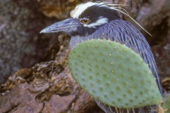 Bihoreau violacé des Galapagos (Nycticorax violaceus pauper)