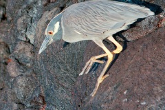 Bihoreau violacé des Galapagos (Nycticorax violaceus pauper)- île de Genovesa
