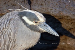 Bihoreau violacé des Galapagos (Nycticorax violaceus pauper) - Puerto Egas - île de Santiago