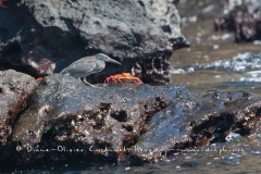 Héron des laves (Burorides sundevalli) - îles Galapagos