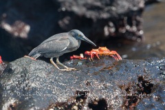 Héron des laves (Burorides sundevalli) - îles Galapagos