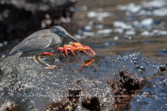 Héron des laves (Burorides sundevalli) - îles Galapagos