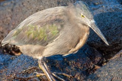 Héron des laves (Burorides sundevalli) - îles Galapagos