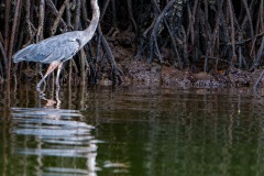 Grand héron bleu, (ardea, herodias) - îles Galapagos